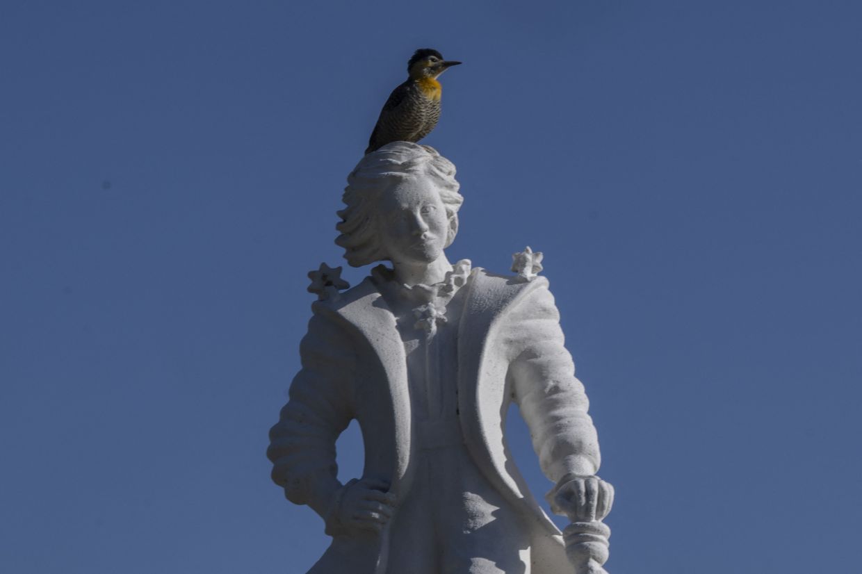 A woodpecker sits on the sculpture 'The Little Prince' by Argentine artist Amanda Mayor (1929-2005). Photo: AFP