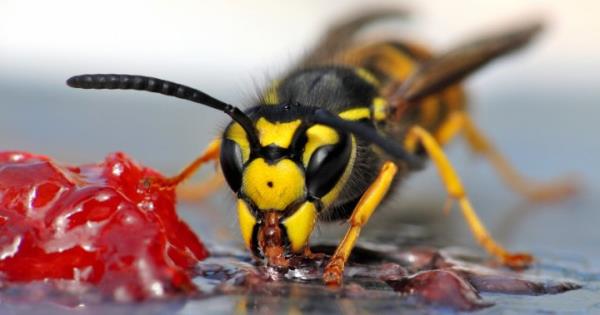 为什么黄蜂现在这么烦人?了解夏末时间激增-全国范围