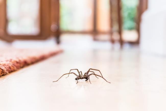关于普通家蜘蛛的16个谜